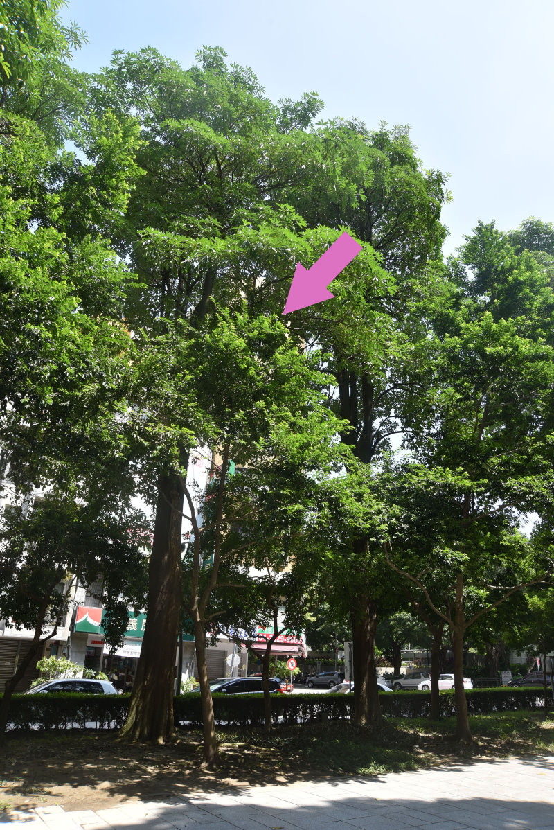 演化大道上的鐵冬青目前已成長至黑板樹的樹冠下層，如箭頭所示位置。