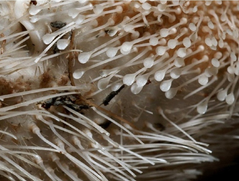 凹卵形海膽帶刺標本口面前方與胸板大棘明顯不同