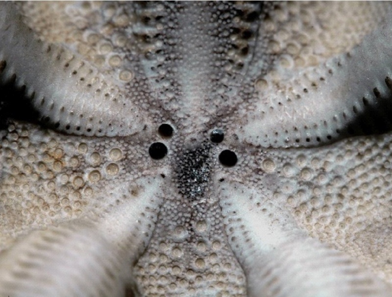 結實裂星海膽體殼反口面頂系生殖孔與篩板