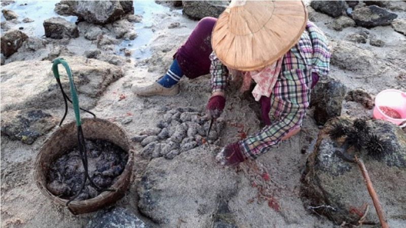 澎湖漁民在海邊採捕及處理黑海參