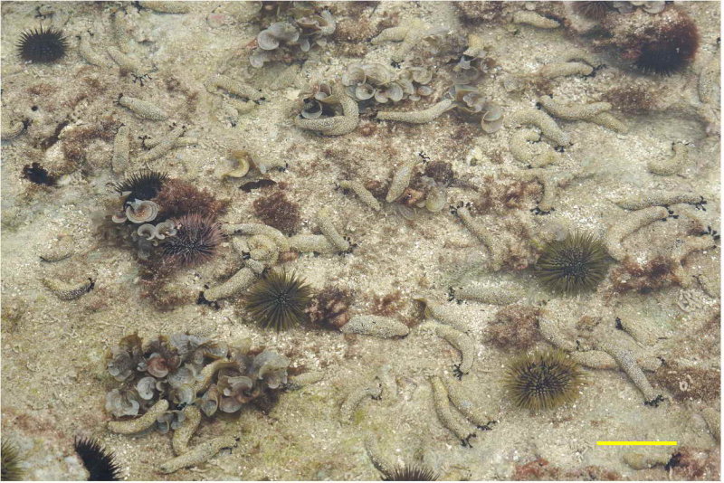 潮間帶高密度的黑海參，海參身上裹有細沙，只露出前端黑色的觸手用來進食 (黃線長10公分)。