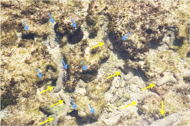 海參和海膽有著奇妙的共生關係，海膽挖的坑洞及細沙提供黑海參棲地及食物。藍色箭頭指出海膽，黃色箭頭指出海參。海參身上裹有細沙，較不易辨認。