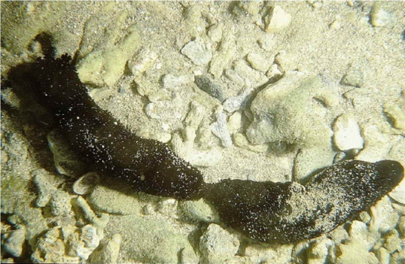 黑海參的斷裂生殖，一分為二，左為前端，右為後端。