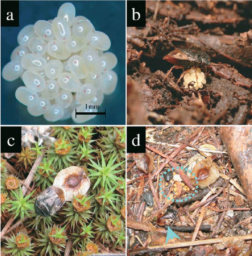 Adomerus variegatus光土椿象護幼過程。a. 球形卵團；b. 在巢中護卵的雌蟲；c. 雌蟲正攜帶榆樹種子回巢；d. 雌蟲(藍箭號)與一旁取食種子的若蟲(藍點圈)（照片取自Mukai等人2010文章）