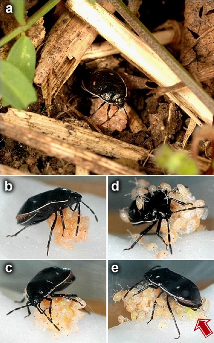 Adomerus rotundus光土椿象的護卵、震動協助孵化行為。箭號為營養卵（取自Mukai等人 2012文章）。