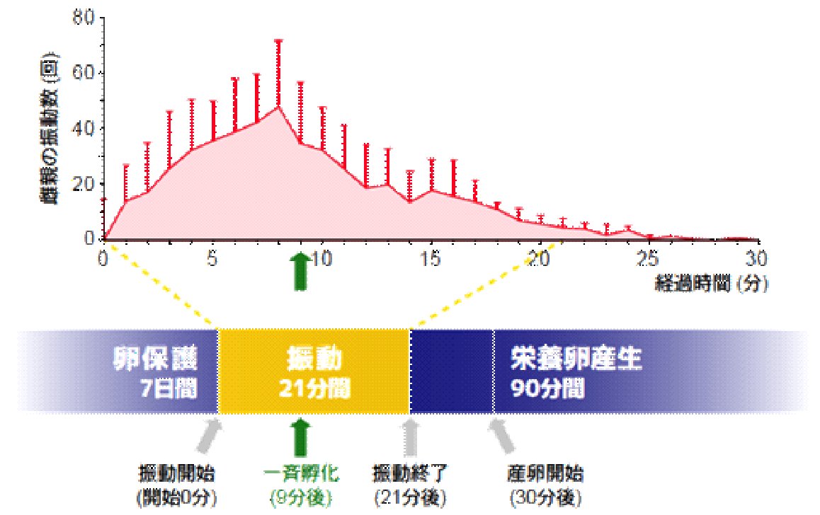 Adomerus rotundus光土椿象震動行為的發生模式（取自Mukai等人 2012文章）。