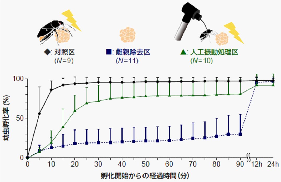 3種不同處理(雌蟲自然震動、移除雌蟲不做震動、人為震動)的孵化率（取自Mukai等人 2012文章）