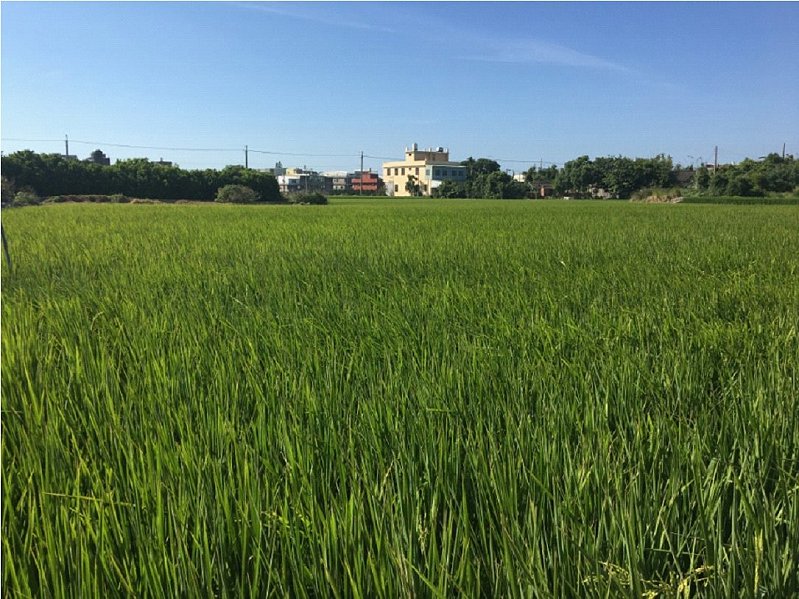 人類學會種植後，開始大量開拓土地。人類生活獲得改善，微生物隨之進入每個人家中。