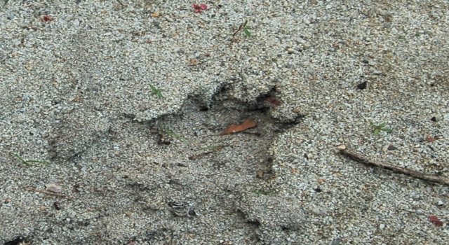 沙地上食蟹獴的帶蹼腳印