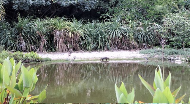 植物園食蟹獴最常停駐於大水池邊