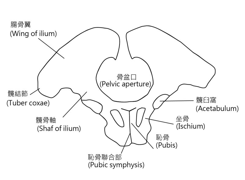 亞洲象骨盆的解剖特徵