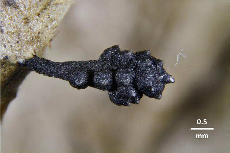 Xylaria pisoniae-TORI合成