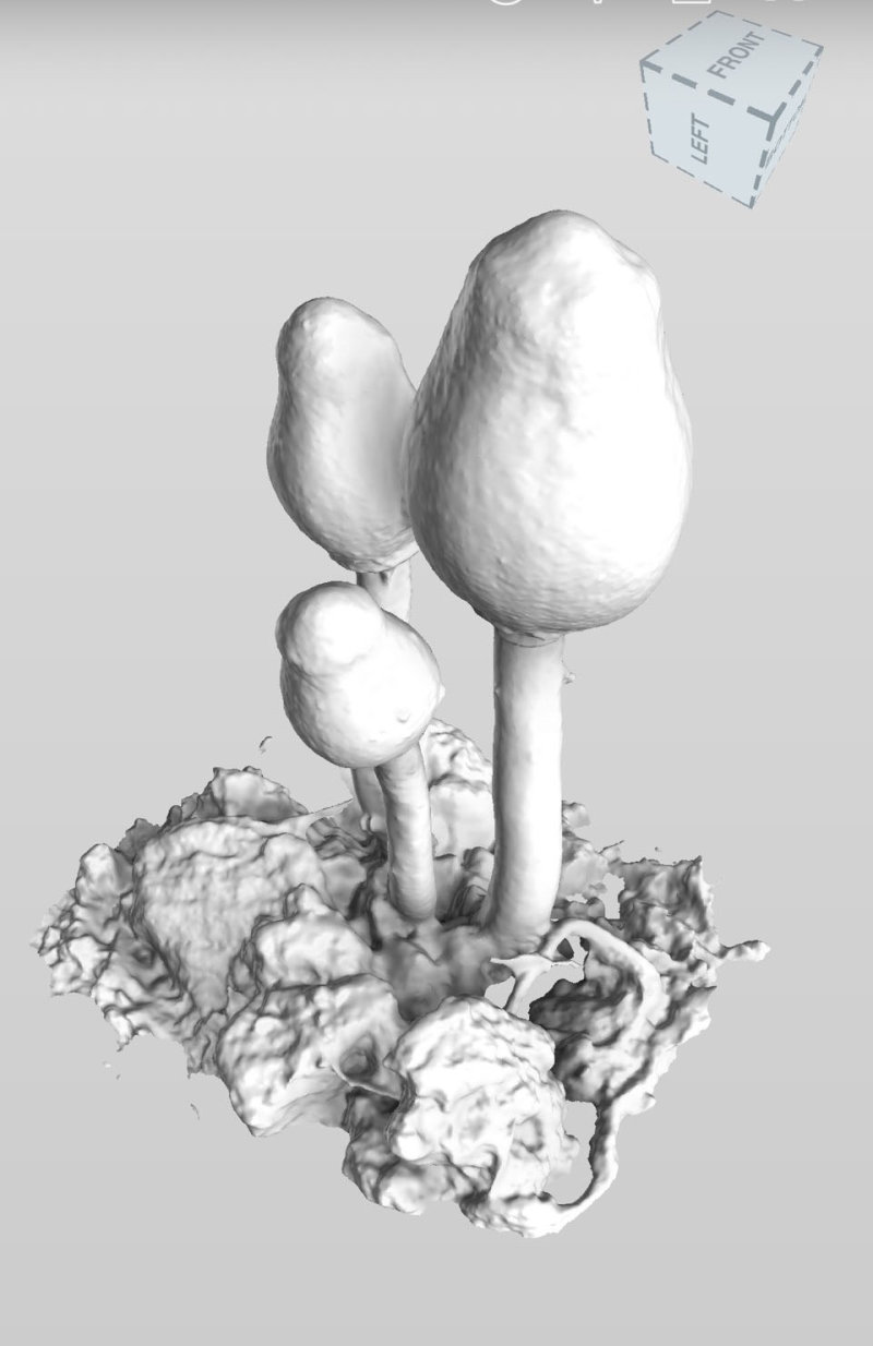 Lepiota sp.-3D