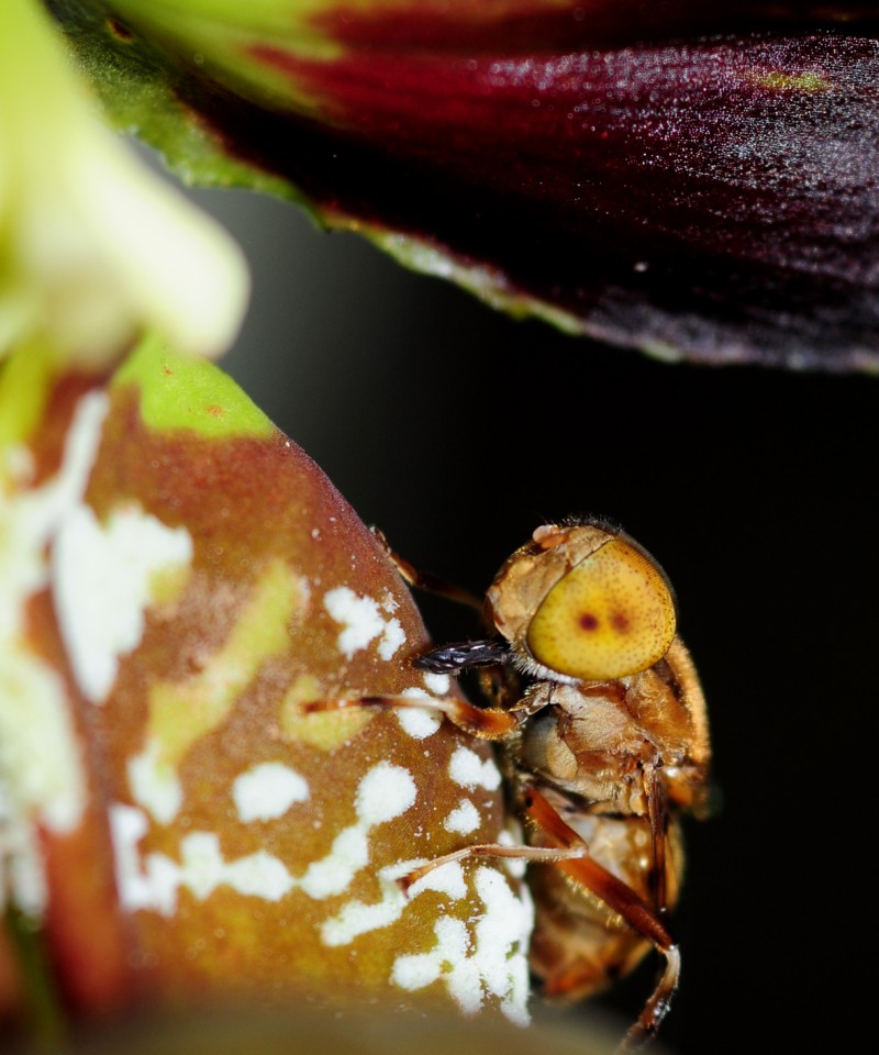 食蚜蠅正在舔食唇瓣上的白色絨毛
