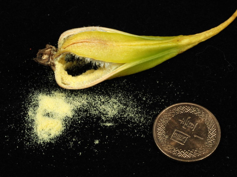 蘭花的種子細微如粉塵，一個經過授粉發育良好的蘭花果莢可產生數以萬計的種子。