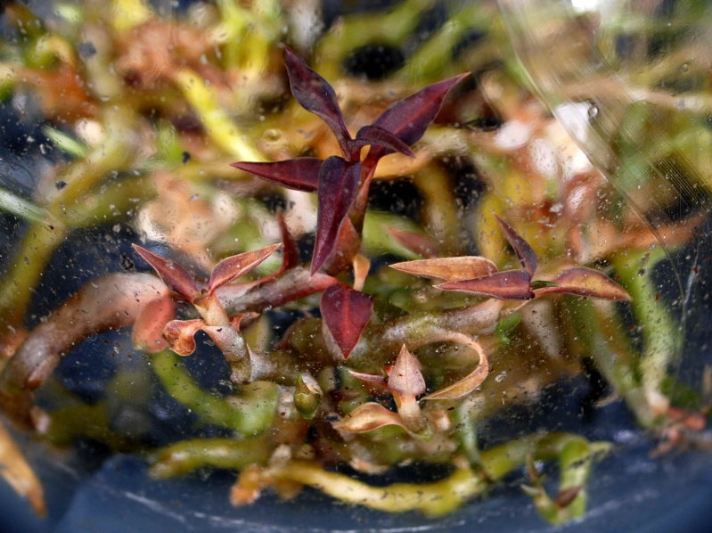 紅衣指柱蘭的種子經過無菌繁殖而保存其植株於瓶內