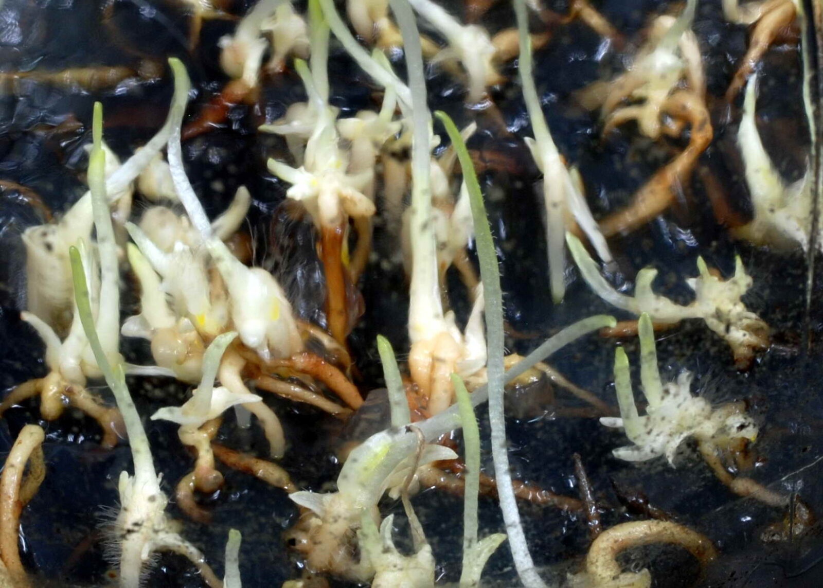 利用優化無菌播種技術所繁殖之喜普鞋蘭瓶苗。