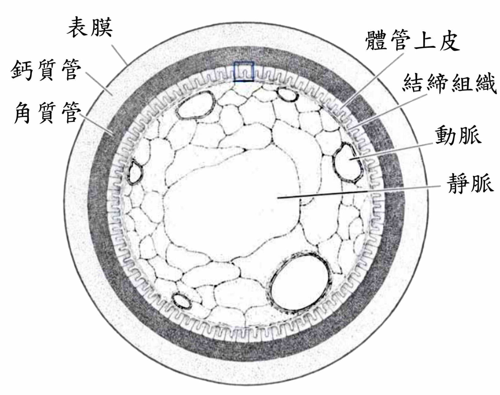 圖3. 體管的橫截面。藍色矩形放大於圖4（改自Ward et al., 1980）