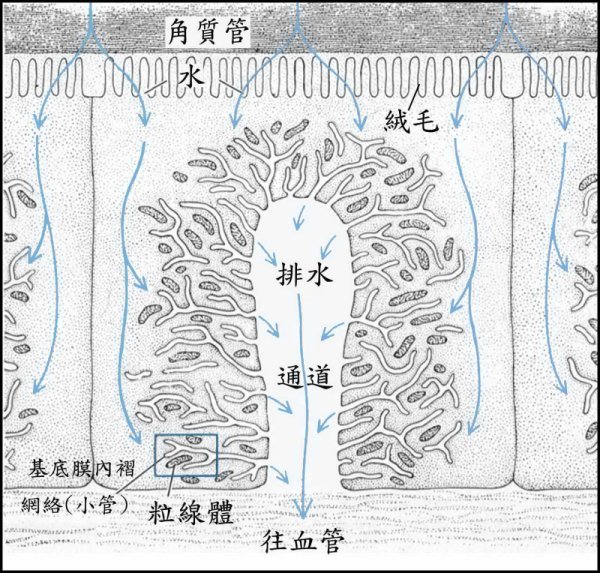 圖4. 體管上皮細胞構造，其細胞膜向內褶疊形成精細的小管網絡。藍色線條為排水方向。藍色矩形放大於圖5（改自Ward et al., 1980）。