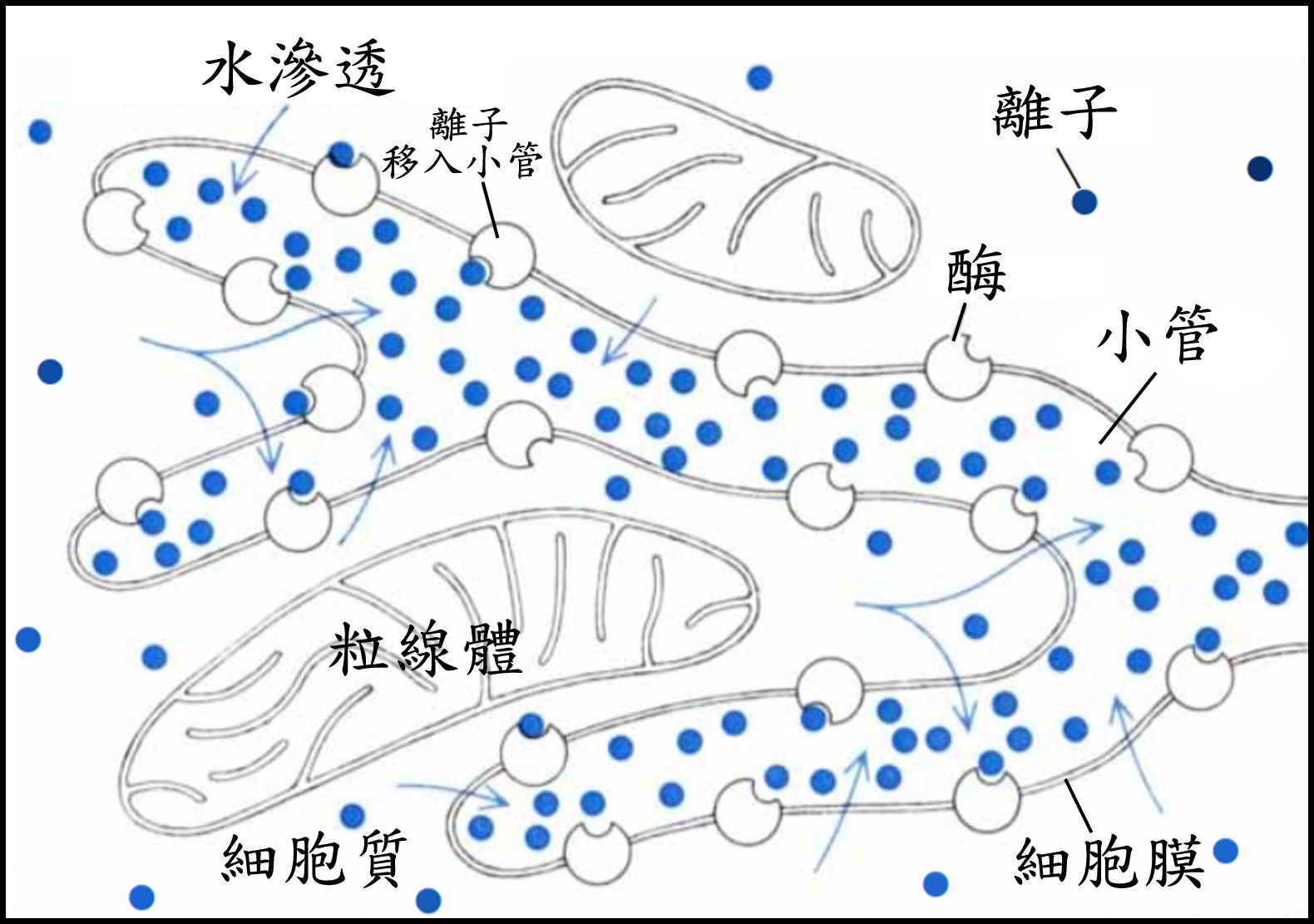 圖5. 體管上皮細胞膜的精細內褶小管網絡的示意圖。細胞膜上的酶將不同離子泵入小管，粒線體從旁提供能量（改自Ward et al., 1980）。