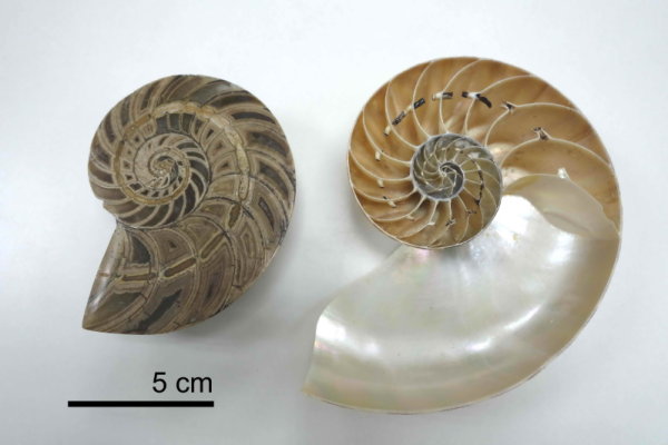 圖6. 化石與現生鸚鵡螺的半切面，可見其位於腔室中央的體管，現生的殼還可見體管的鈣質鞘及乾掉的內部組織。
