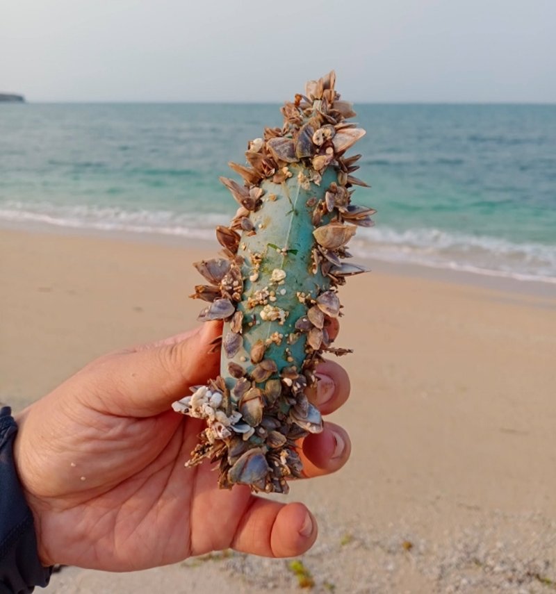 「大陸源」海漂垃圾的最大宗－魚形浮標(浙江藍)，表面已經長滿貝類，顯示已經在合界村的海邊待了一陣子了(2021/4/2)。