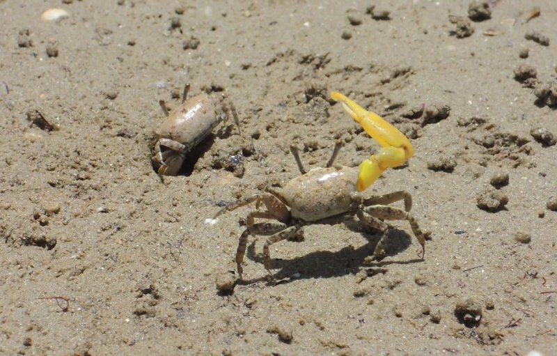 雄性招潮蟹A. mjoebergi揮舞黃色大螯吸引雌蟹