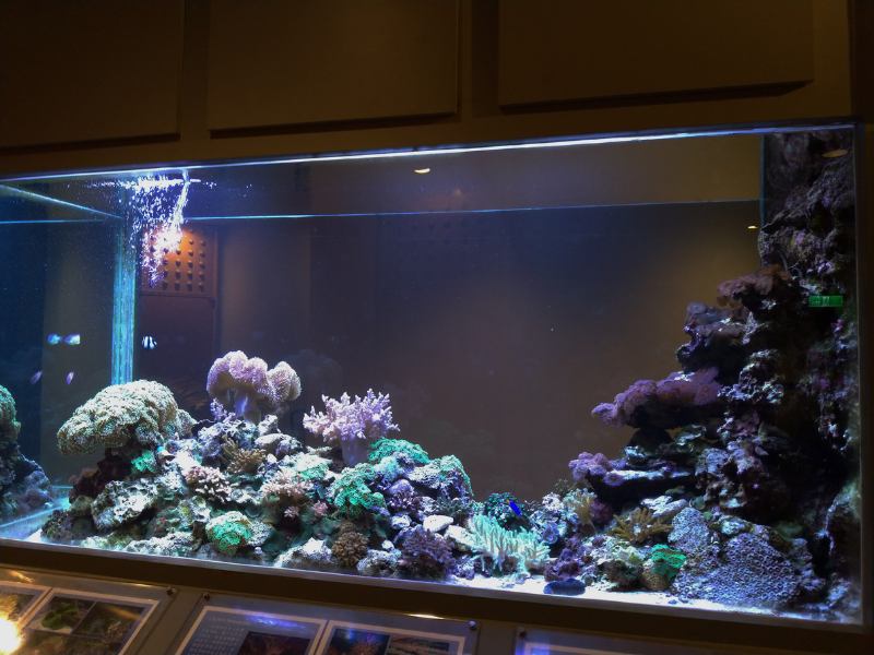 科博館的珊瑚展示缸是一個綜合缸