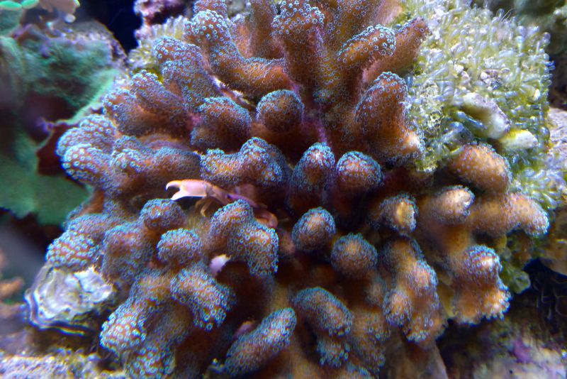 這個萼柱珊瑚有一隻共生蟹房客，會保護房子，免受海膽攻擊。