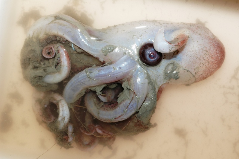 深海煙灰蛸側面觀