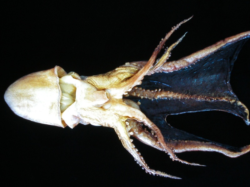 印太水孔蛸標本腹面觀