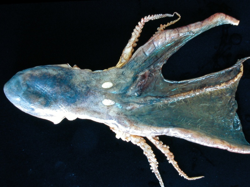 印太水孔蛸標本背面觀