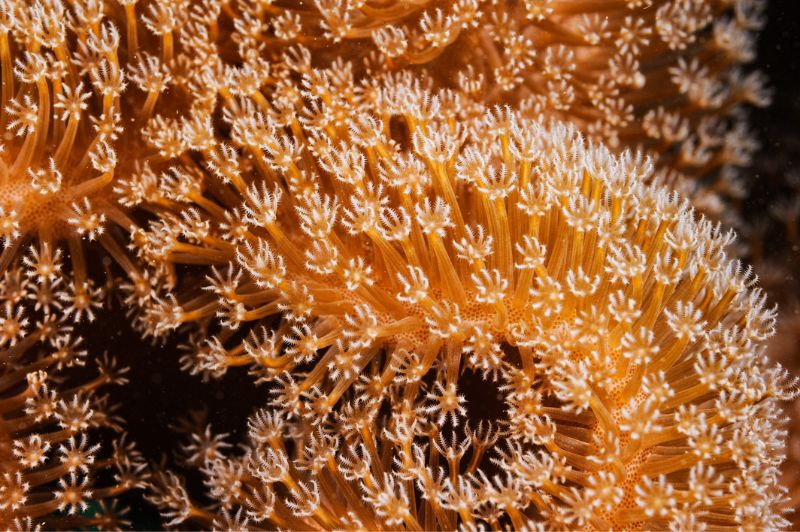 肉質軟珊瑚群體上的珊瑚蟲集體綻放，像是一整片的白色小花。