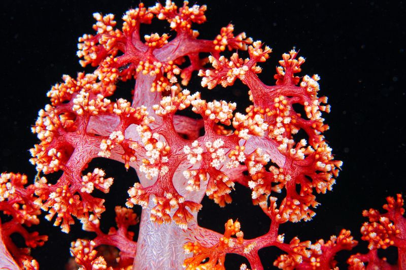 穗軟珊瑚的珊瑚蟲綻放，有如海底的繽紛緋櫻。