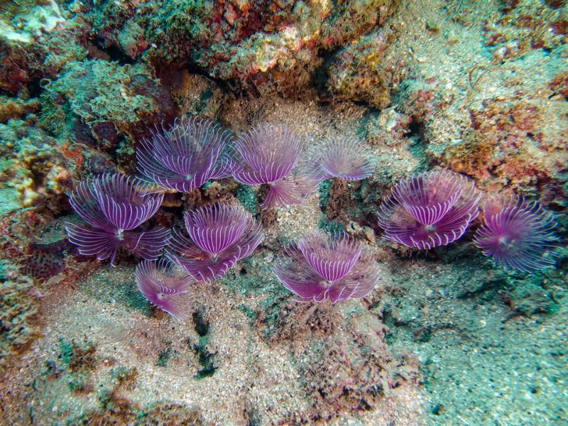 九隻三旋蟲（Bispira tricyclia，纓鰓蟲科) 比鄰而居，在珊瑚礁的一角一同伸出淡紫色的觸手冠。