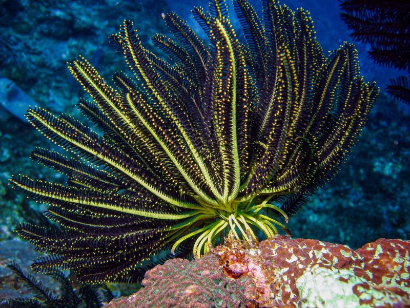 站在礁石頂端，迎向海流羽肢全開的本氏海齒花Comanthus bennetti。