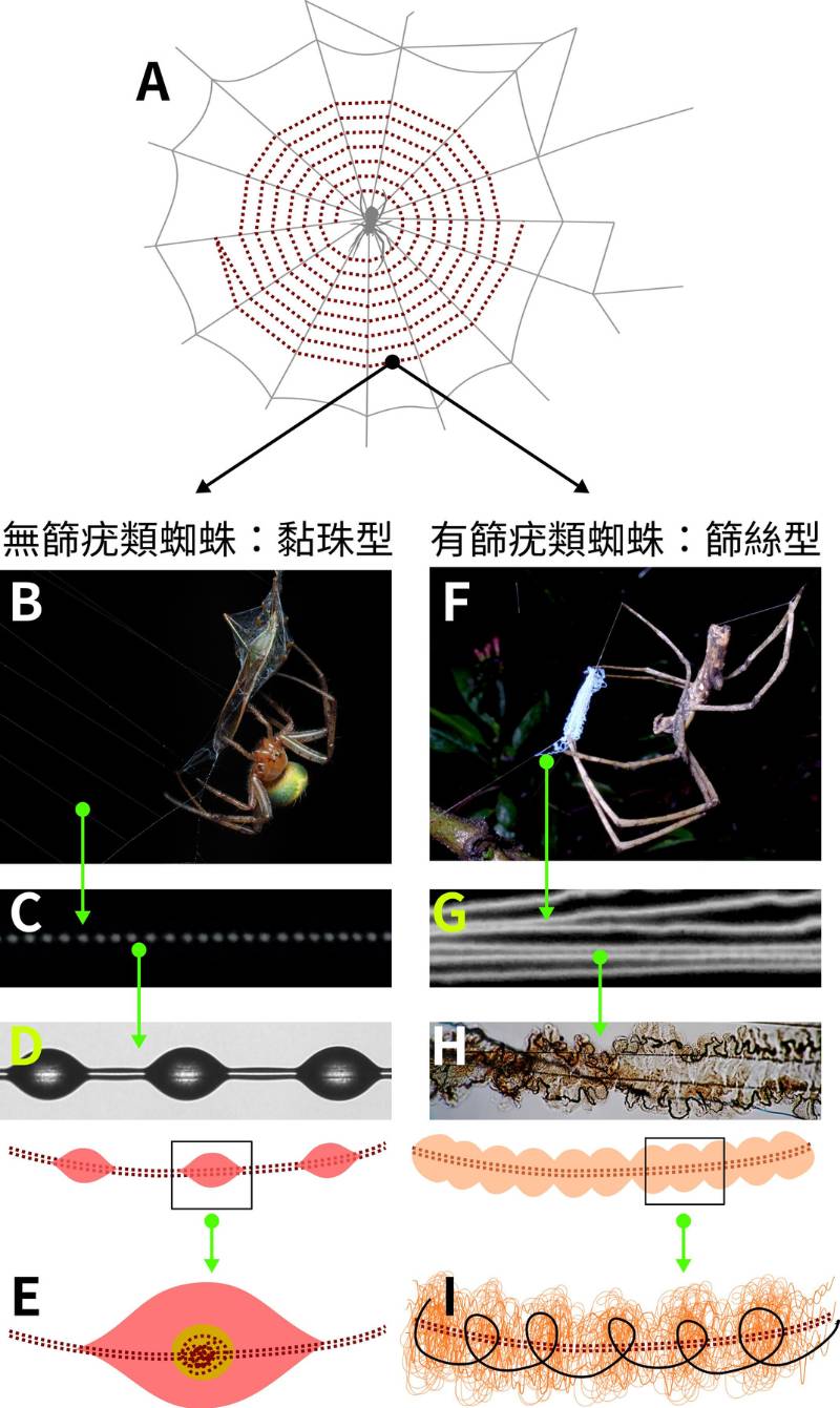 黏絲在典型圓網上呈螺旋狀排列（A），且按分類群分為黏珠型（B-E）及篩絲型（F-I）兩大類。子圖D由M. Tierieszyna攝影，子圖H由D. Piorkowski攝影，皆取得授權。