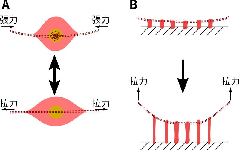 黏珠型黏絲收攏軸心絲（A）與附著獵物時的「吊橋機制」（B）。