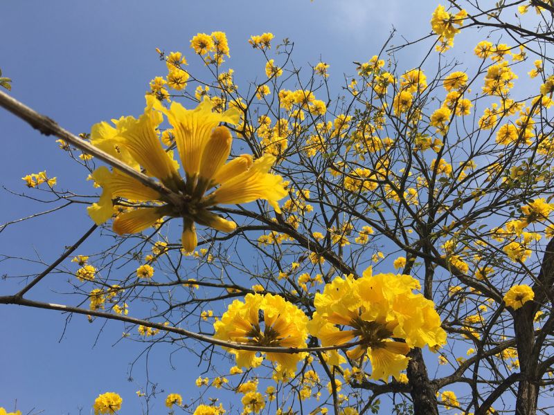 黃花風鈴木為城市中的春季蜜源植物