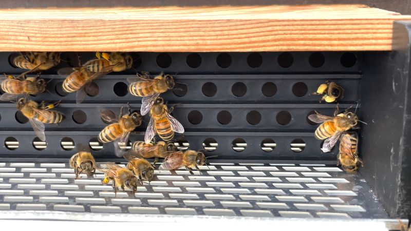運用蜜蜂花粉收集器來收集花粉塊
