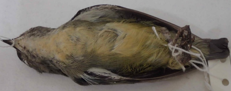 科博館蒐藏的紅胸啄花雌鳥標本
