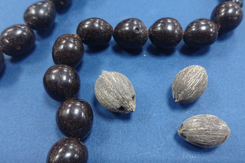 打磨過的紫金招財鼠菩提子(左)與原籽(右)