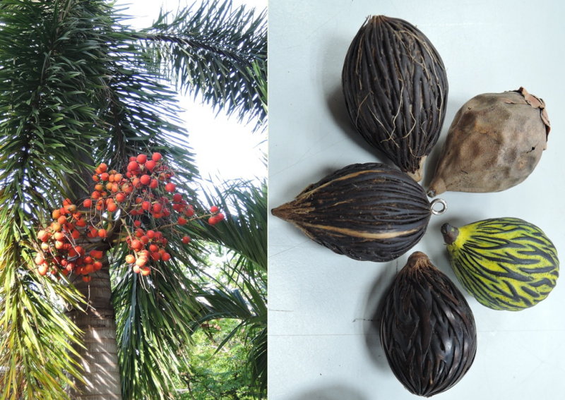 圖4 狐尾椰子的成熟果實(左)與千絲菩提子(右圖正下方)