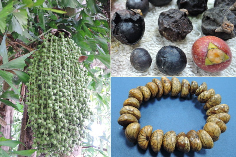 叢立孔雀椰子的未成熟果實(左)與銀線菩提原籽(右上)及半銀線菩提子