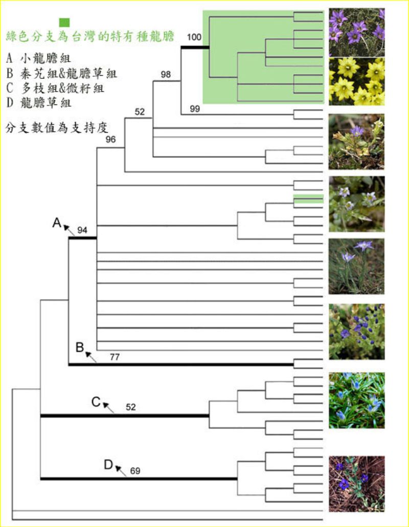 臺灣的特有種龍膽，基因序列相似度高，被歸於一大群。