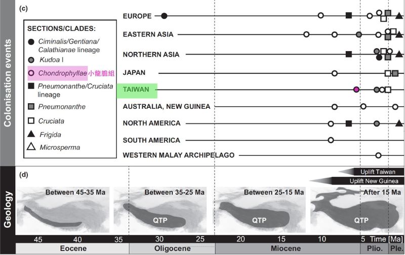 臺灣特有種龍膽的擴散群主要大約在500萬年前開始，圖下方指的是青藏高原的擴散假說的時間單位。
