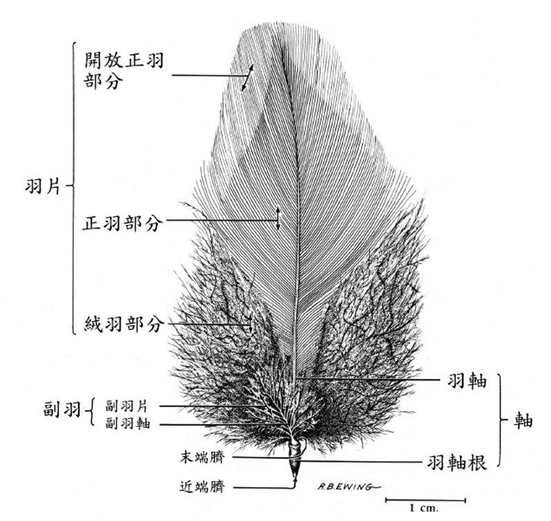 鳥類羽毛結構(修改自Lucas, 1972)。