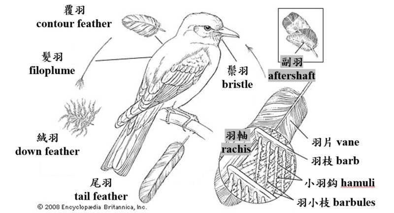 鳥類羽毛分布(修改自Runte & Steube, 2011)。