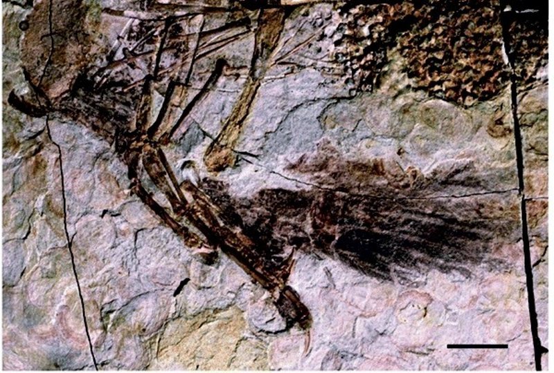 鄒氏尾羽龍(Caudipteryx zoui)標本(NGMC 97-4-A)，此圖為左臂含飛羽，比例尺=1.75 cm (引用自Ji et al., 1998)。