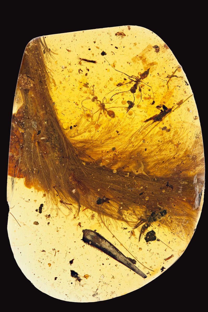 虛骨龍類尾巴琥珀標本(DIP-V-15103)顯微攝影，圖為標本之背外側(Xing et al., 2016)